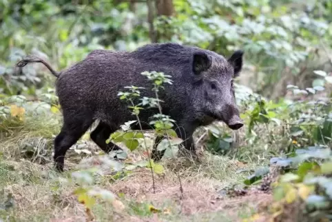 Alle sieben Minuten erlegt ein Jäger in Rheinland-Pfalz ein Wildschwein.  Foto: dpa