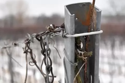 Immer wieder verschwinden Befestigungspfosten aus Wingerten in Deidesheim und Umgebung. Foto: Mehn