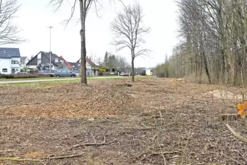 Widerrechtlich abgeholzt und gemulcht: Wäldchen am Hagenbacher Ortseingang.