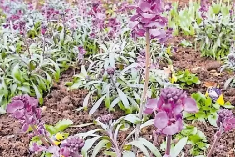 Ein Farbtupfer: das Blumenbeet &bdquo;Siebenfarbige Erde&ldquo;.