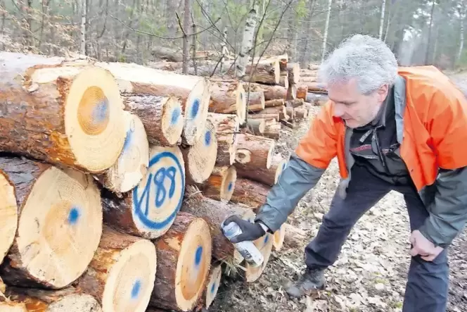 Kennzeichnet Brennholz: Revierförster Jürgen Render. Kennzeichnet Brennholz: Revierförster Jürgen Render.
