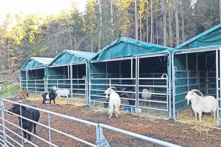 9400 Euro erhielt der Tierschutzverein Wasgau f&uuml;r eine Notunterkunft, in der Ziegen untergebracht werden.
