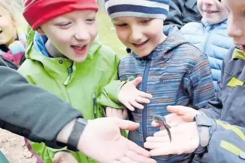 Den kleinen Bergmolch finden die Kinder total toll.