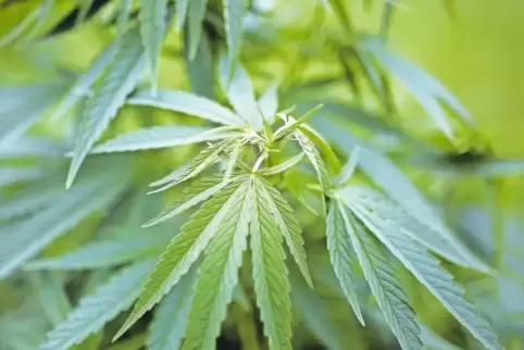 Im Garten des Mannes wurden mehrere Cannabis-Pflanzen gefunden.