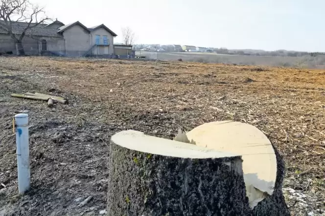 Im Februar wurde die Fläche zwischen Neumayer- und Morschheimer Straße in Kirchheimbolanden gerodet. Dort müssen nun noch Kampfm