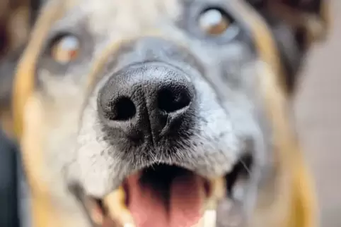 Hunde, hier ein Symbolbild, sind manchmal unberechenbar. So kommt es auch im Bereich der Polizeidirektion Neustadt immer mal wie