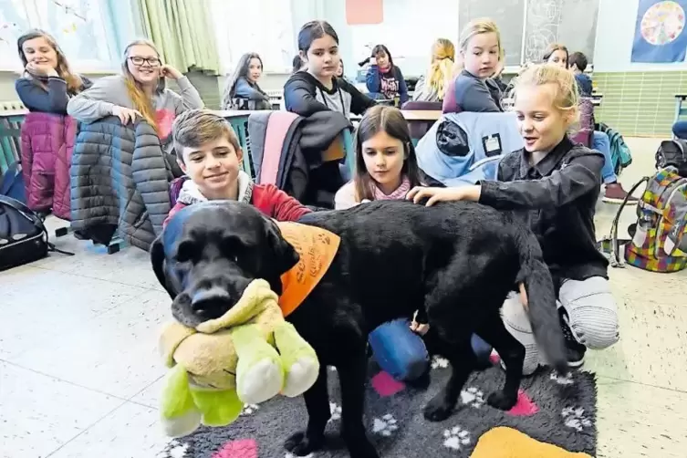 Mit im Klassenzimmer der 5c in der Realschule plus in Bobenheim-Roxheim: Schulhund Balou.