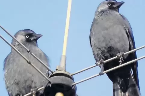 Weil natürliche Nistplätze fehlen, weichen Dohlen offenbar immer häufiger auf Schornsteine aus.