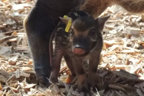Eins der jungen Pinselohrschweinchen. Foto: Zoo Landau