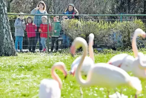 Blickfang für die Frankenthaler Besuchergruppe unter der Leitung von Laura Hahn: Flamingos im Vogelpark Bobenheim-Roxheim.