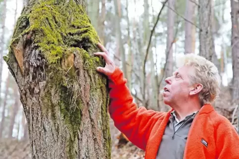 Rudolf Knoll bei der Kontrolle eines Baumes.