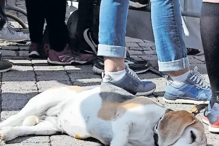 Was soll das Gerenne, denkt einer.