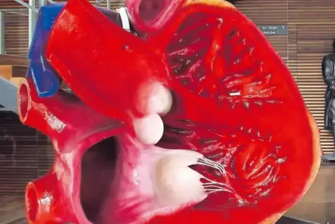 Ebenfalls zu sehen: ein überdimensionales Herzmodell.