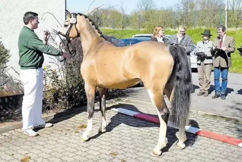Auch „Macciato de Luxe“ vom Züchterpaar Andrea und Michael Feuerle aus Bischheim machte eine gute Figur, wenn es auch nicht für 