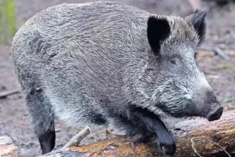 Rund 3000 Wildschweine wurden in der abgelaufenen Saison erlegt.