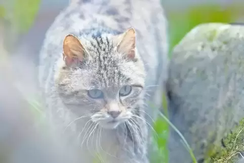 Etwa 200 bis 600 Wildkatzen leben laut BUND im Pfälzerwald.