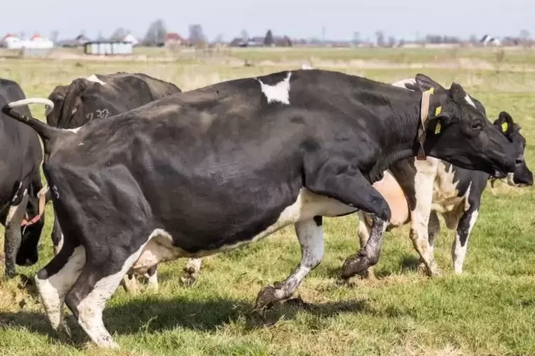 Kühe sind nicht nur sanfte Wesen – sie können auch anders.  Symbolfoto: dpa