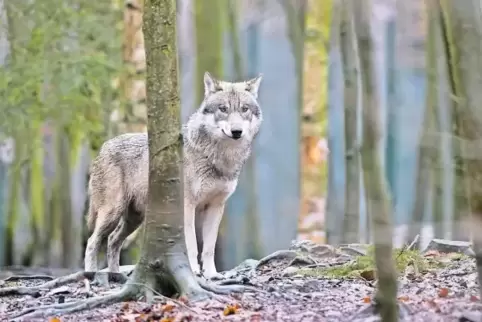 In Rheinland-Pfalz wurden bisher nur einzelne Wölfe gesichtet. Aber wann kommt das erste Rudel?