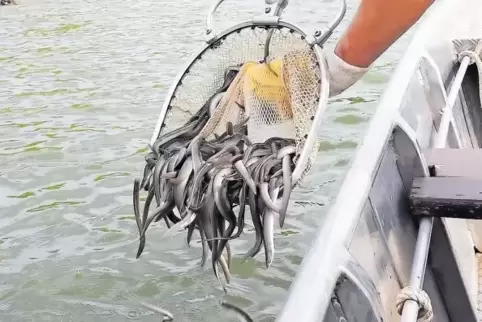 Von einem Kescher werden die drei Jahre alten Aale ins Wasser gleiten lassen.