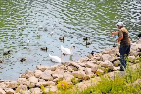 Gut gemeint, aber schädlich: Für Wasservögel kann die Fütterung sogar lebensgefährlich sein.