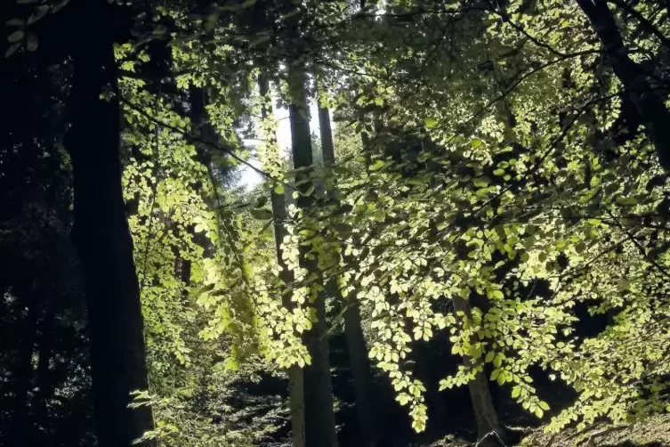 Forstamtsleiterin Gabi Hempel warnt vor einer „Störung des Waldökosystems“.