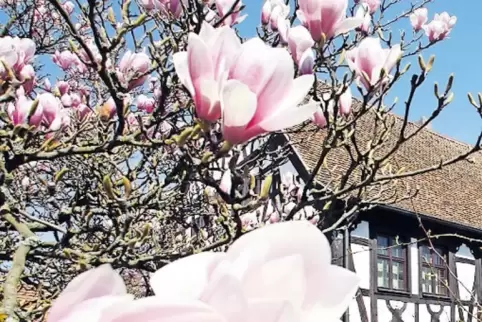 In Schifferstadt am Alten Rathaus verschönern Magnolien bereits das Stadtbild.
