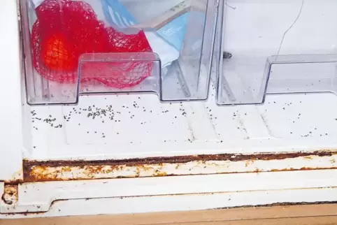 Im Kühlschrank fühlen sich vor allem Insekten wohl. Keine schöne Vorstellung: Die Mieterin ernährte sich und ihren Sohn von Lebe