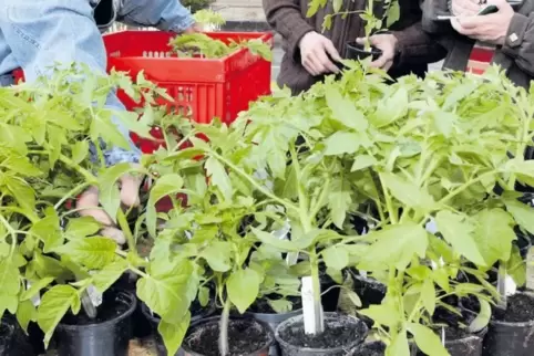 Auch Tomatenpflanzen verschiedener Arten werden auf dem Pflanzenmarkt in Böhl angeboten.
