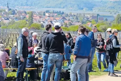 Weinwanderung bei Kirchheim.