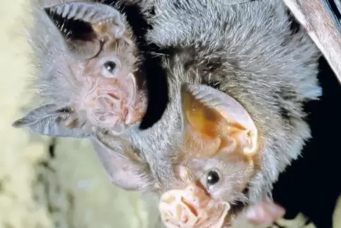 Bitte nicht stören! Beim Überwintern will die Fledermaus ihre Ruhe haben ...