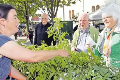Tomatenpflanzen waren beim Pflanzenmarkt sehr begehrt.
