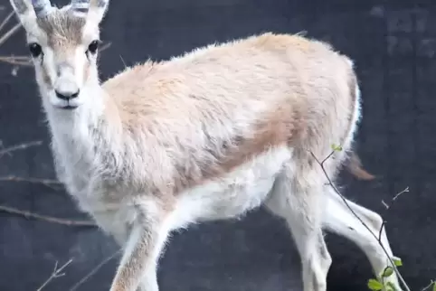 Neu angekommen im Zoo: die Kropfgazelle.
