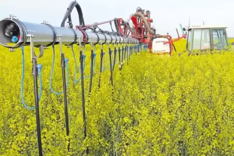 Der Raps wird jetzt nicht mehr von oben, sondern unterhalb der Blüte an den Stängeln gespritzt.