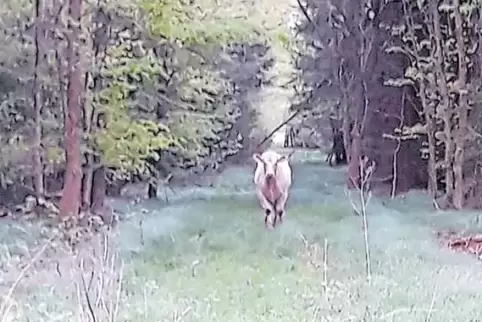 Misstrauisch: Das Tier kam tagelang nicht in Reichweite des Narkosegewehrs.