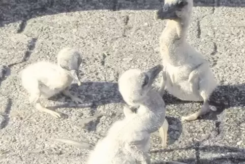 Gerettet: Drei Storchenküken konnten die Tierschützer aus dem Nest holen. Ein viertes war bereits tot.