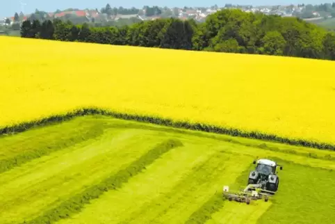 Am Radweg von der Reifenberger Linde zur Kneispermühle hat Landwirt Rudi Becker aus Reifenberg einen kräftig gewachsenen Grünsch