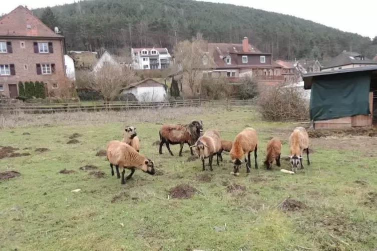 Auf dieser Weide in Lindenberg wurde das Schaf im April gerissen. Foto: anzi