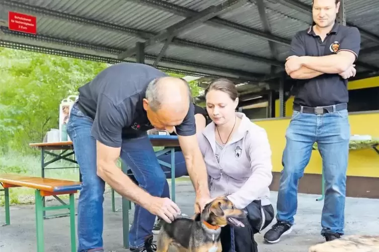 Die Zweite Vorsitzende des Kerzenheimer Hundesportvereins Julia Teufel lässt Jack-Russel-Terrier-Mix Juno ihres Schwagers Joachi
