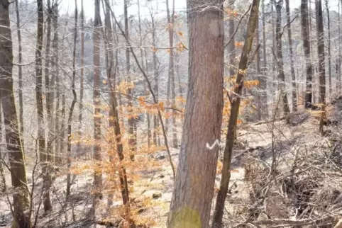 Die weiße Welle am Baum rechts zeigt es an: Hier handelt es sich um ein ökologisch besonders wertvolles Waldstück. Die sogenannt