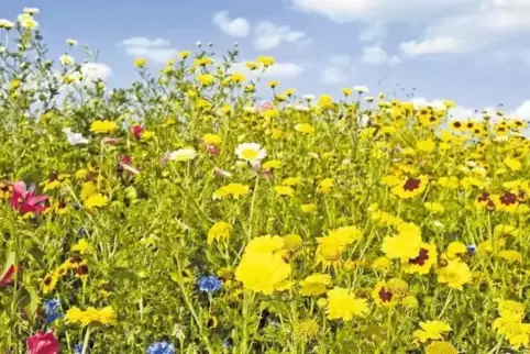 Hat mittlerweile Seltenheitswert in Deutschland: eine bunte Wiese mit Wildblumen, die Insekten anlocken.
