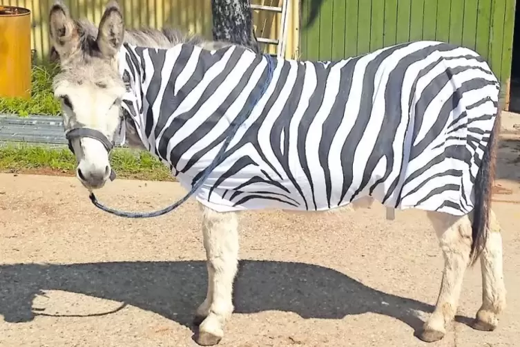 Der zum &bdquo;Querf&auml;lltein&ldquo;-Zebra umgestylte Esel Hektor steht heute auf dem Juliusplatz zum Foto-Shooting bereit, wo man zeitgleich 