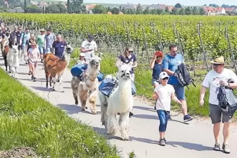 Mit dem Lama zur Römerkelter: 16 Geschwister und neun Väter kranker Kinder haben am Samstag bei einem Ausflug entspannen können.
