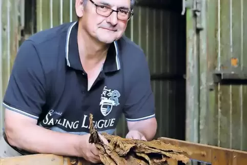Jörg Bähr, Geschäftsführer der Erzeugergemeinschaft Südwest Tabak, prüft die Qualität von Tabakblättern.
