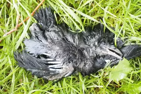 Über hundert tote Vögel wurden in der zweiten Maiwoche in der Allee gefunden. Foto: moschel 