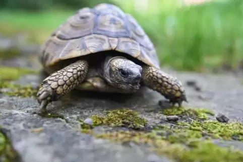 In Wachenheim hat die Polizei eine Schildkröte in Obhut genommen (Symbolfoto). Foto: DPA 