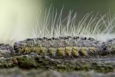 Die Raupen des Eichenprozessionsspinners bilden giftige Härchen aus, die allergische Reaktionen auslösen können. Zum Schutz der 