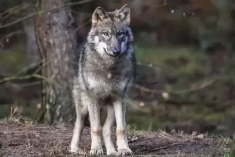 Zwei Wölfe durchstreifen seit Jahresbeginn den Westerwald, wie DNA-Spuren an gerissenen Tieren beweisen.  Foto: dpa 