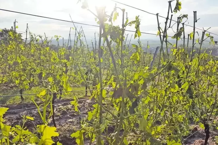 Abgerissene Bl&auml;tter und umgeknickte Zweige.