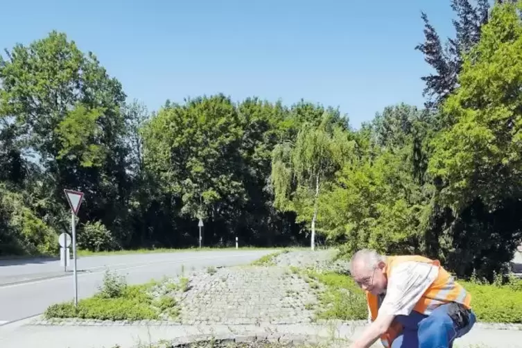 Für Fußgänger, Rad- und Autofahrer nicht unbedingt als schützenswerte Pflanze zu erkennen: das umgefahrene Spargelkraut, das Gem