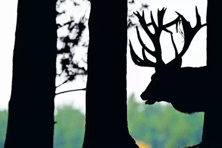 Für die einen ist der deutsche Wald als Lebensraum für seine Bewohner schützenswert. Für andere ist der Wald politische Projekti